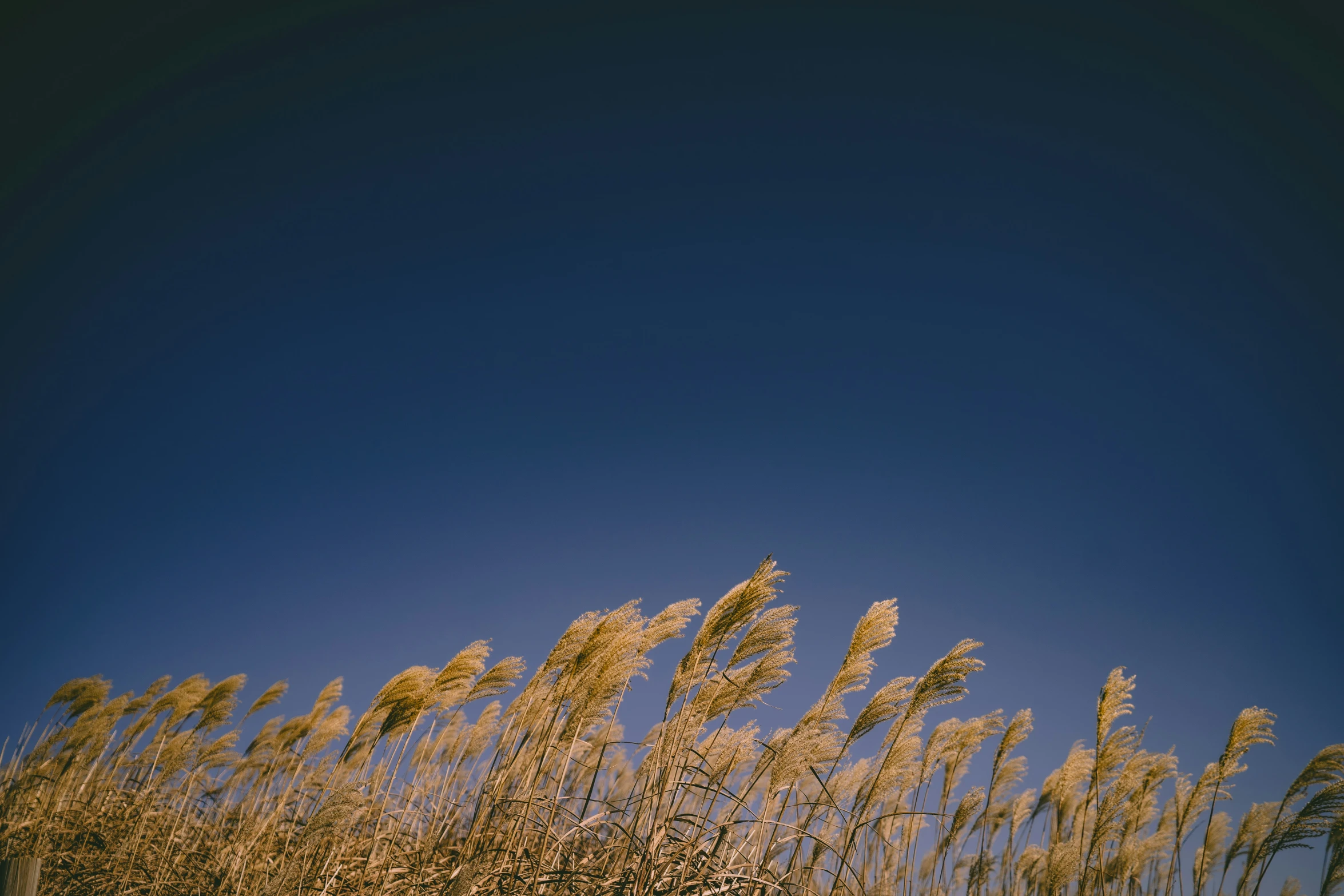 some brown grass on a field under a blue sky