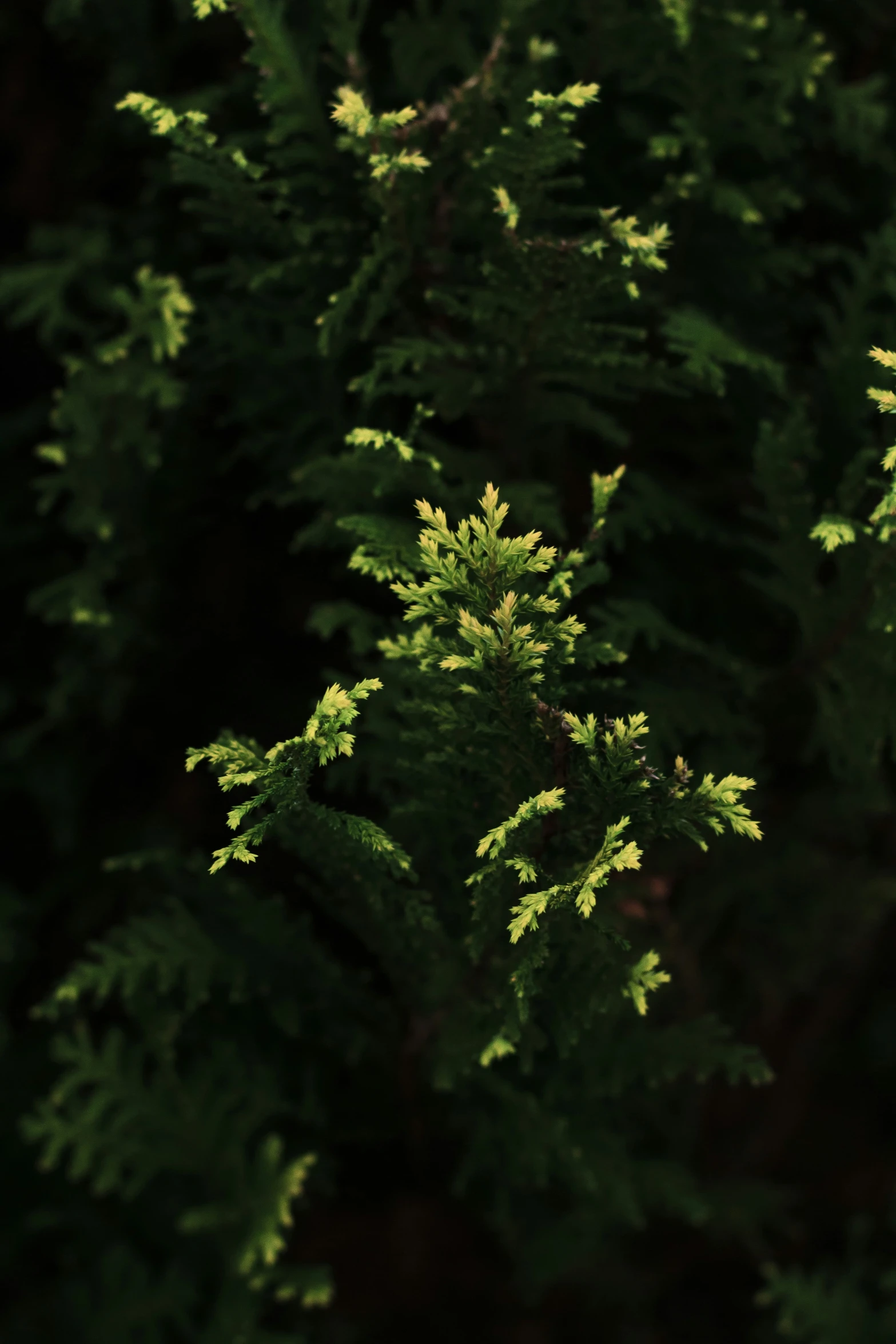 a blurry po of many green pine trees