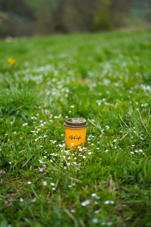 a cup of coffee sitting on the ground in the middle of grass