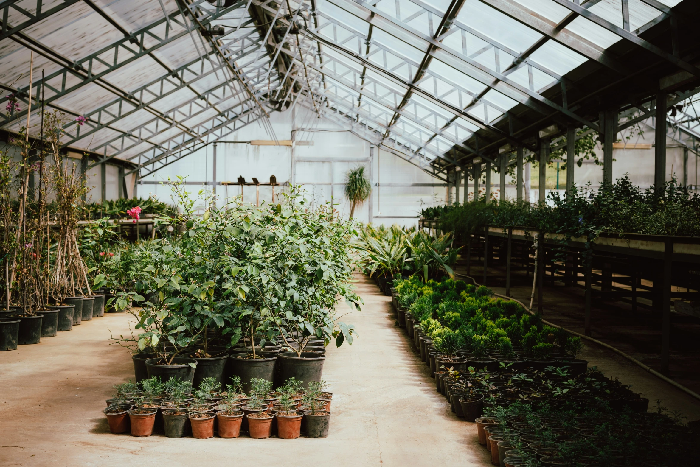 a greenhouse is filled with a variety of plants