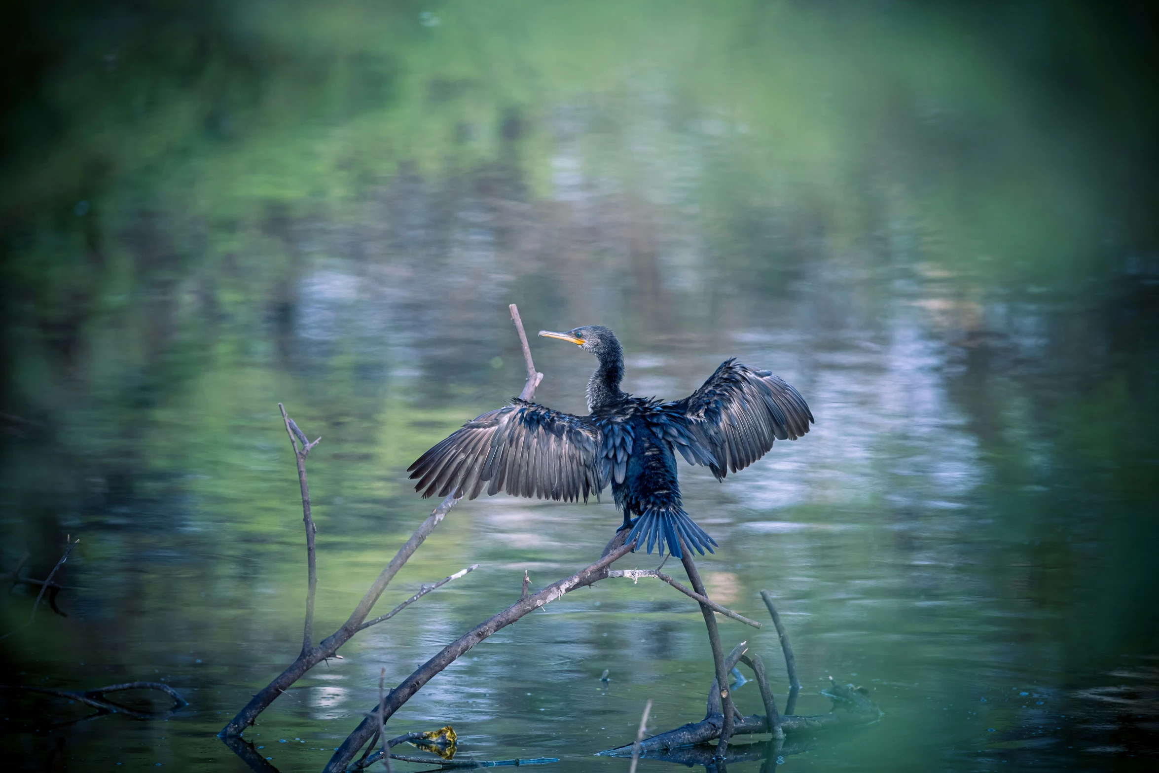 a large bird landing on the nch in a lake