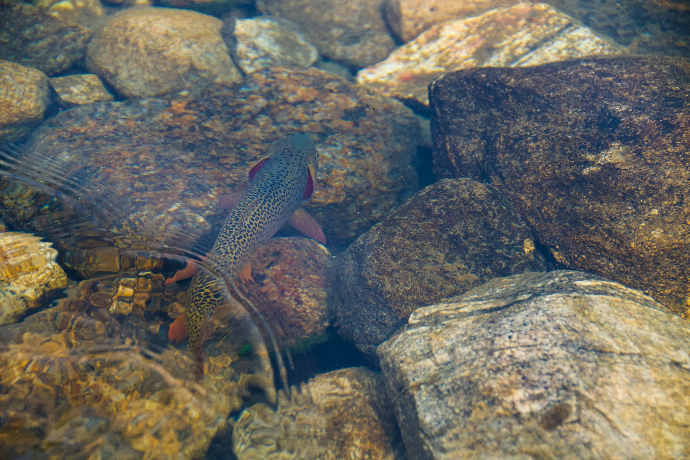 the fish is swimming next to some rocks