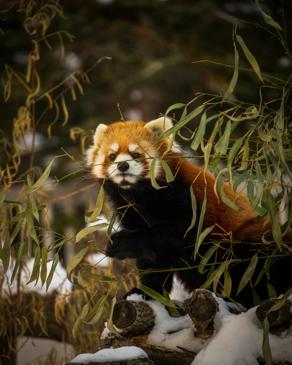 a red panda bear cub eating a piece of bamboo