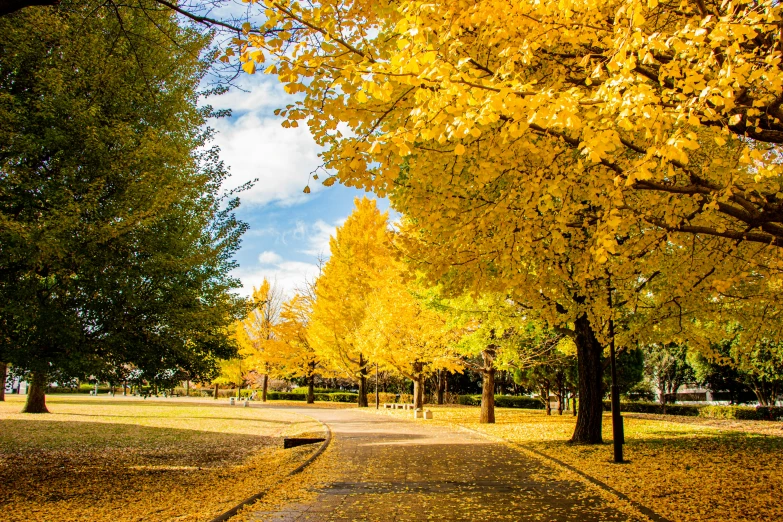 the trees in this park are turning yellow