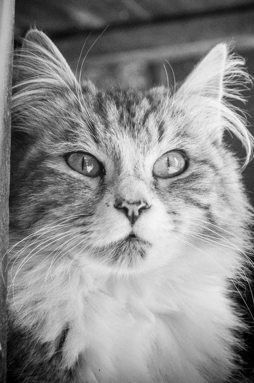 the black and white image of the cat has been manipulated