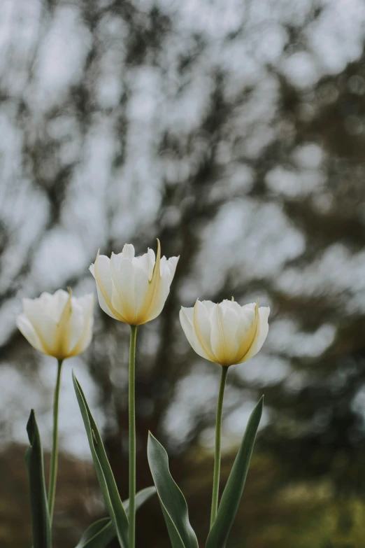 three white flowers grow near trees in the background