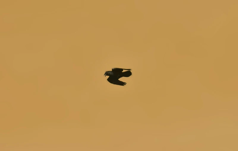 a bird flying in a hazy sky on an overcast day