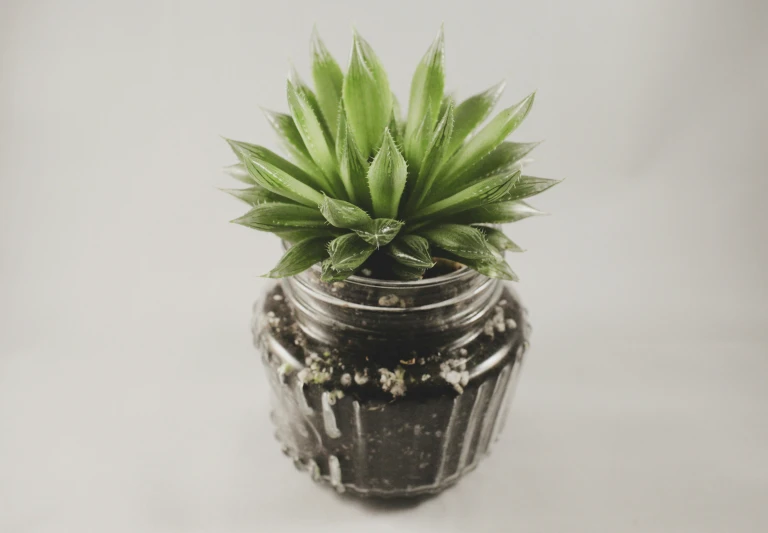 a very pretty potted plant sitting inside of a metal jar