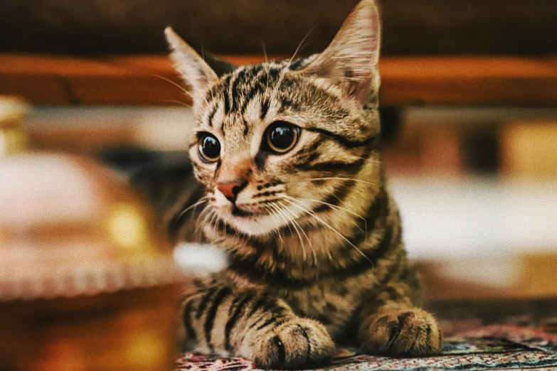 a small tabby cat looking away while sitting on the floor