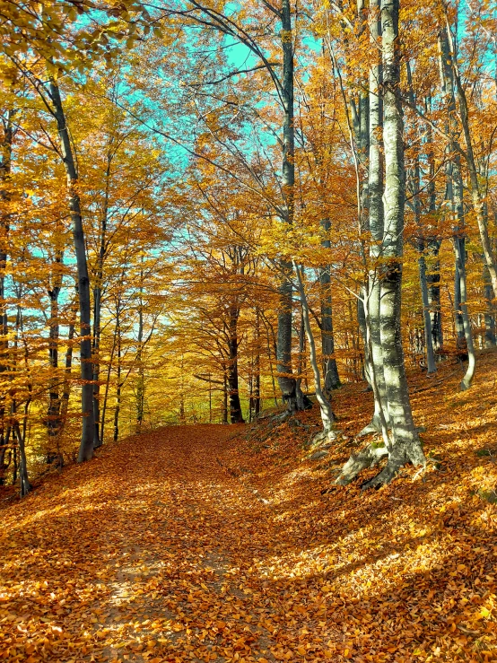 the bright yellow leaves on the ground cover the trees