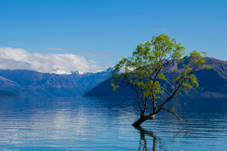 the lonely tree is sitting alone on the water