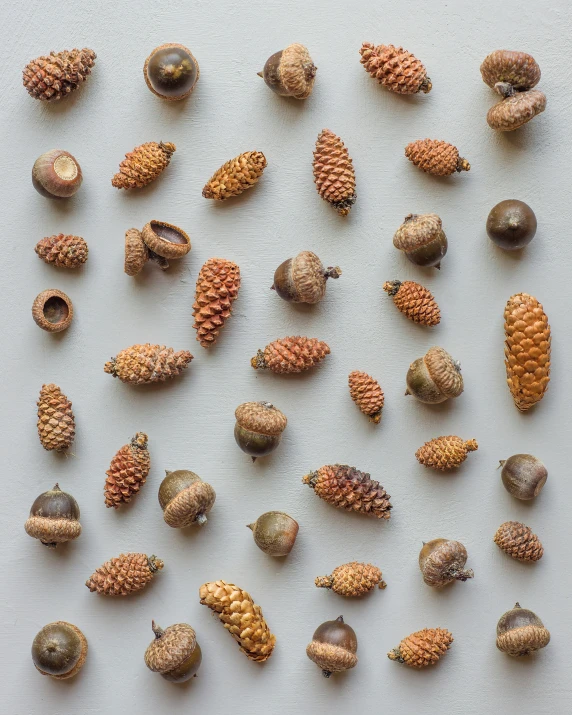 various types of acorna shell in different patterns