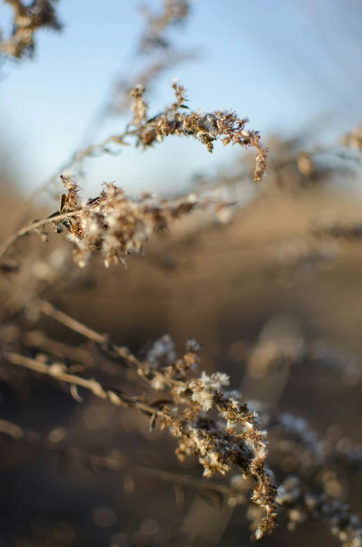 a close - up s of some delicate looking plants