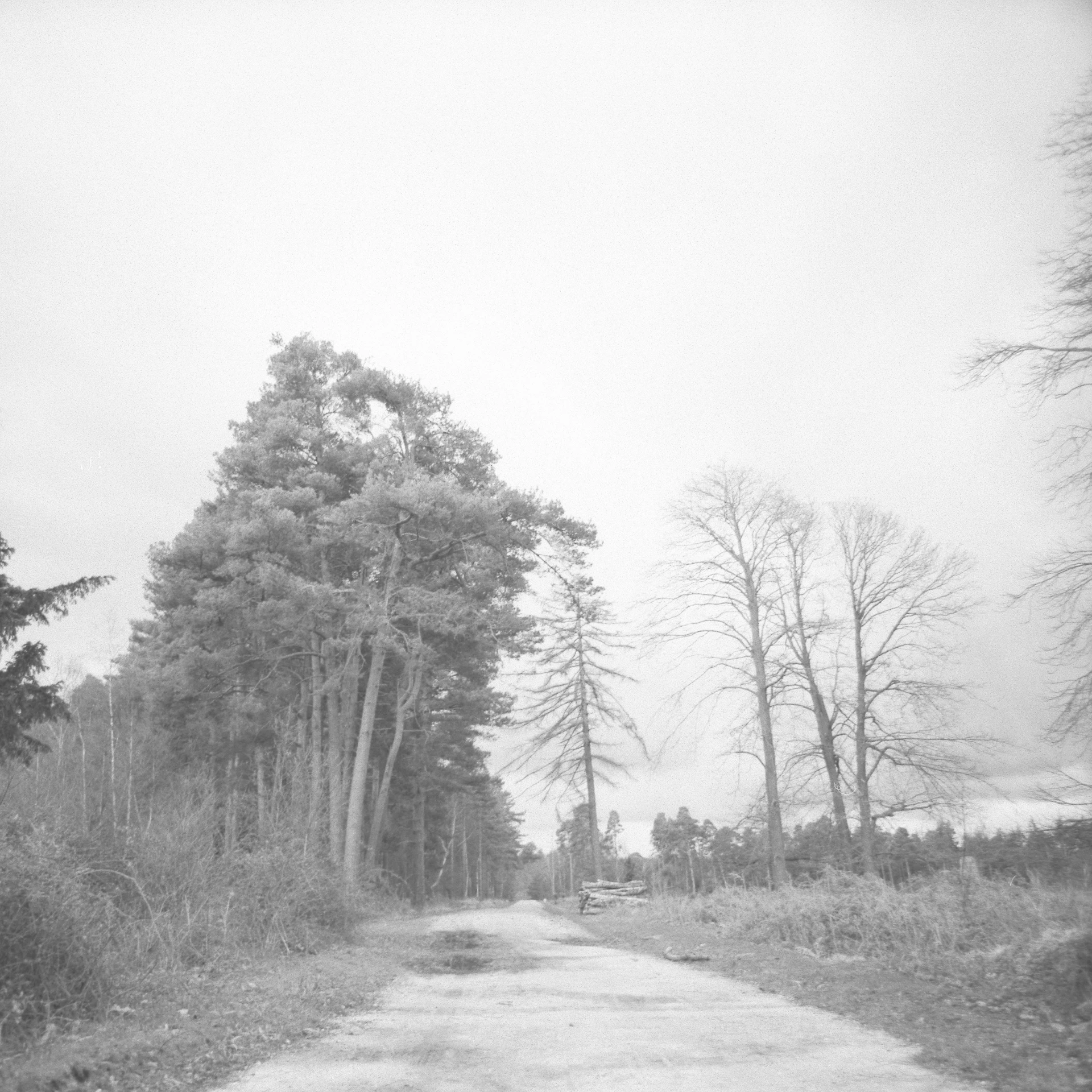 a black and white pograph of a road and trees