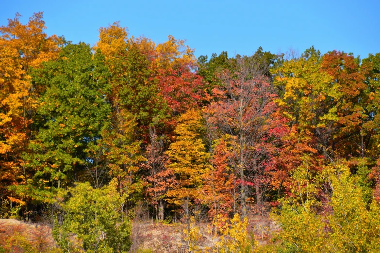 the trees in the park have different colors