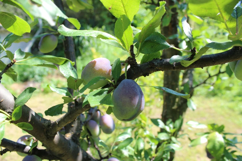 a close up of some plums on a tree