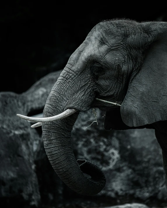 an elephant is standing by some rocks and looks into the camera