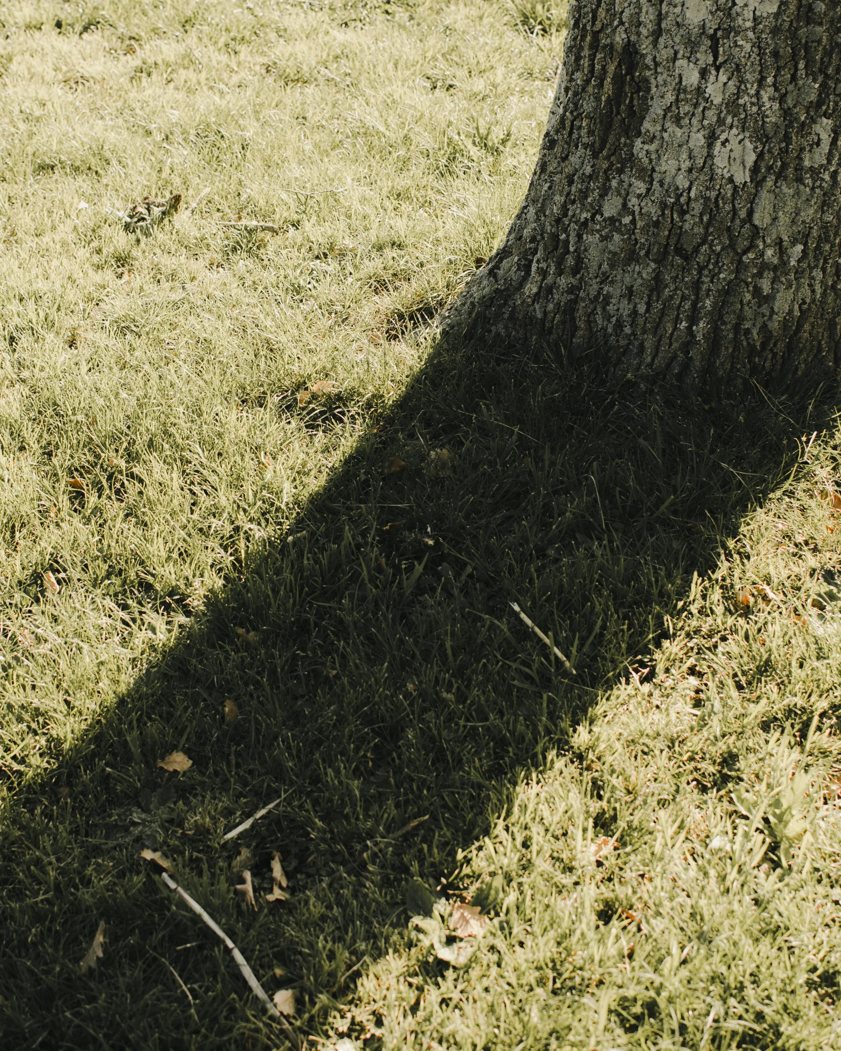 shadow of a person walking through a grassy field