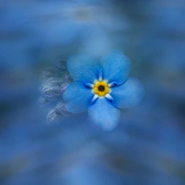 a blue flower with yellow center in a vase