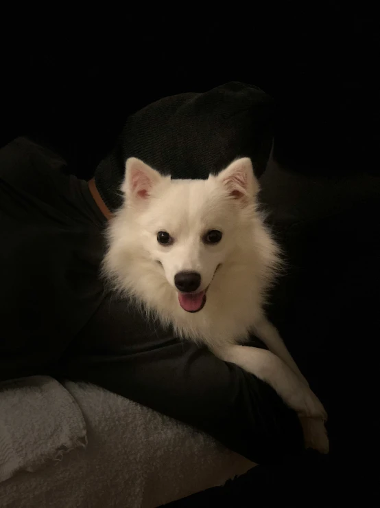 a white and black dog on a black cushion