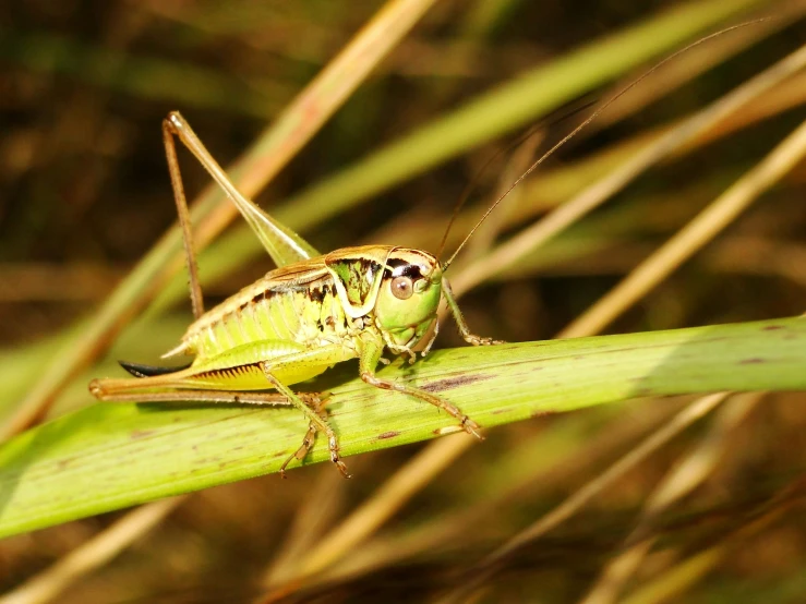 a close up s of a praying bug sitting on a green plant stem