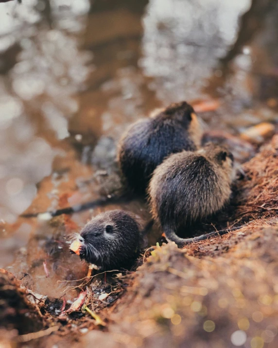 three small wet baby animals stand in the dirt near a stream