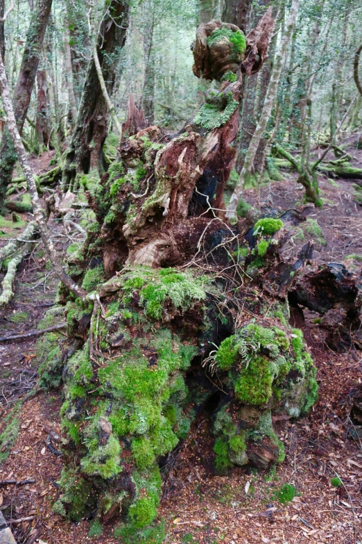 a very old tree in the forest with moss growing on it