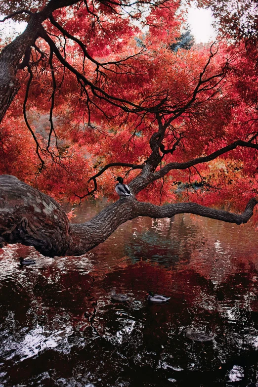 there is an image of a red tree next to the water