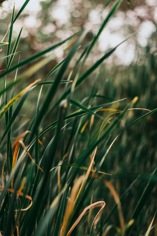 long grass moving through the wind