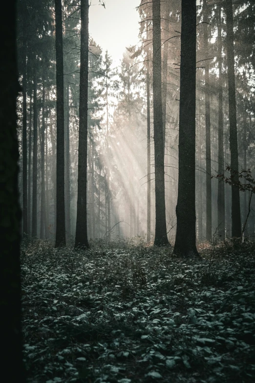 a forest full of trees on a hazy day