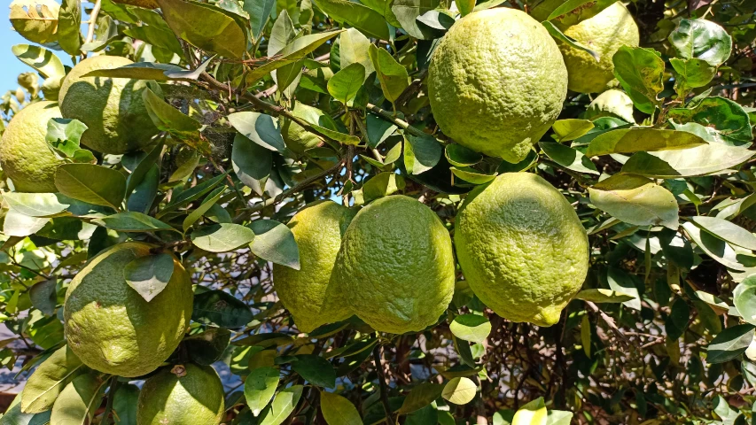closeup of limes growing on the tree
