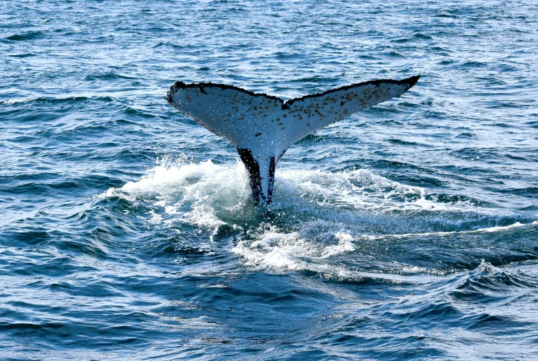 a small whale's tail flups up as it dives out the water