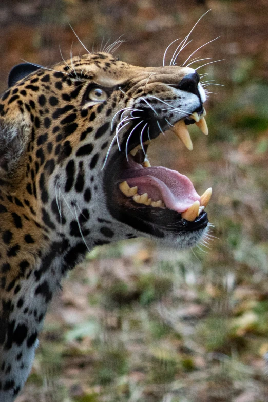 a jaguar is roaring at soing in the air