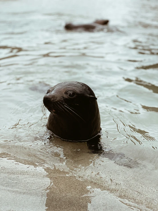 a black seal in shallow water looking up