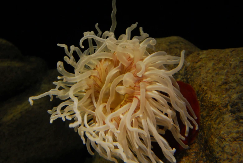a sea anemone sits atop some rocks on a rock