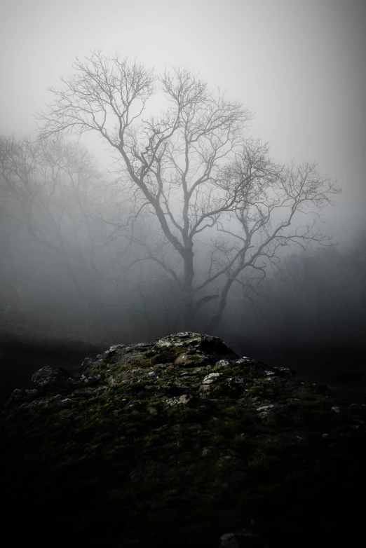 there is a tree that is standing alone in the fog