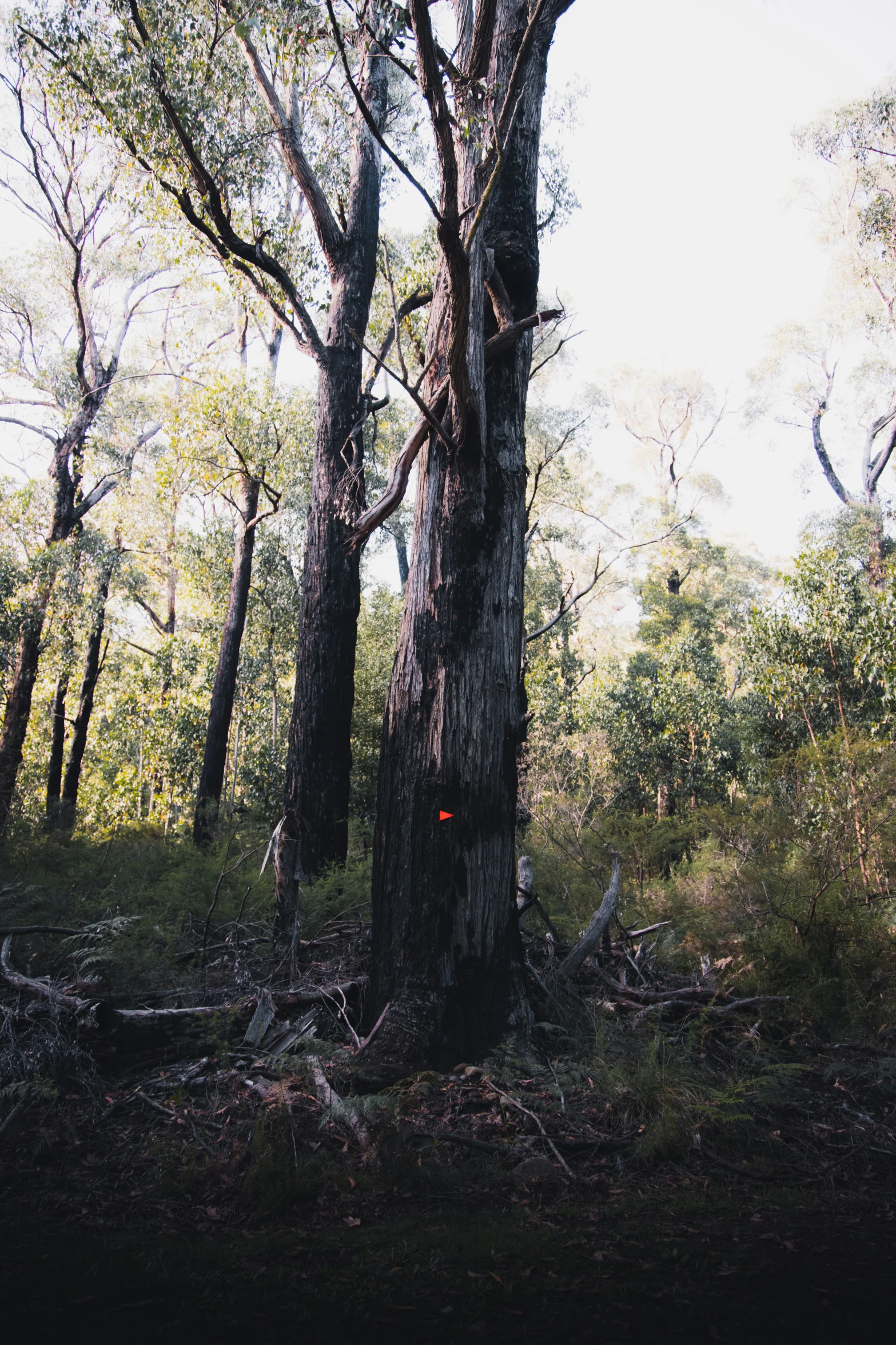 trees with thick trunks and a light colored trail marker