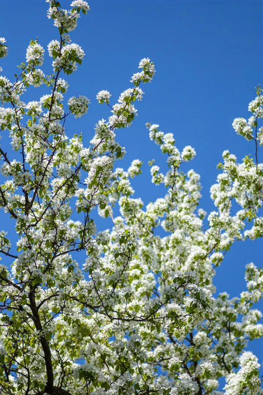 a tree that is next to some flowers