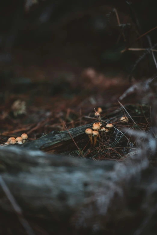 small mushrooms are sitting in the ground by a log