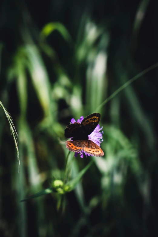 a black and brown erfly sitting on top of a flower