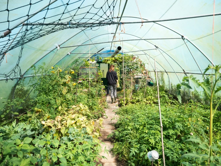 a man walking down a dirt path in a greenhouse