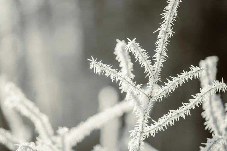 frosted plant nches are shown in this black and white po