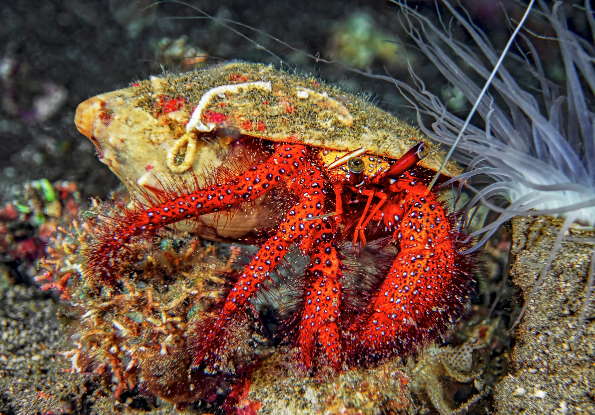 this is an image of some red sea animals