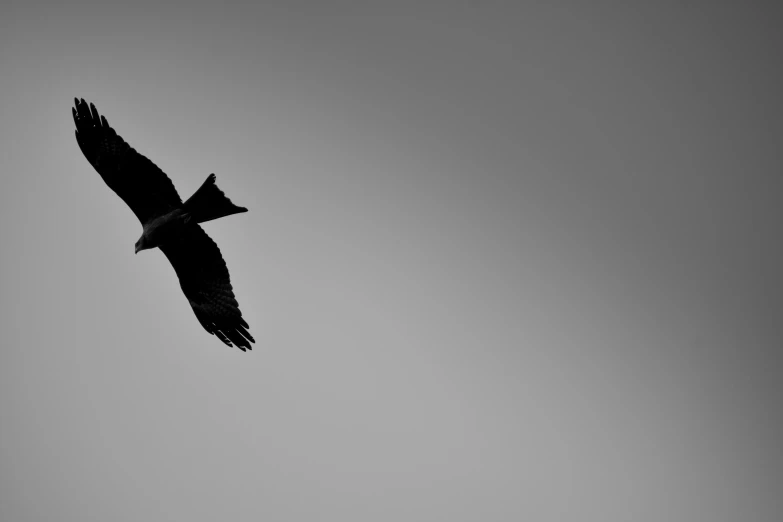 black and white pograph of two birds in flight