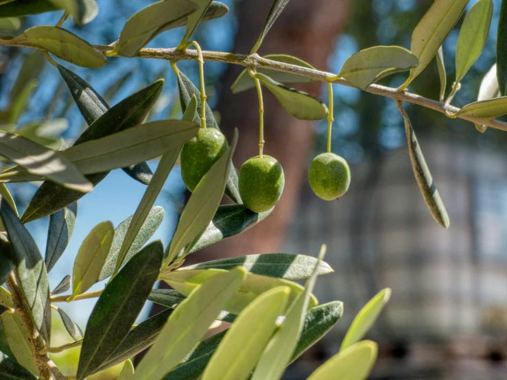 an olive tree with lots of green olives hanging off the nches