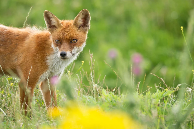a baby fox standing in the middle of the meadow