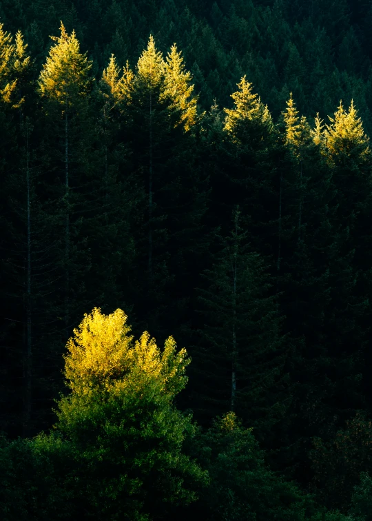 a row of trees in the woods lit by sunlight