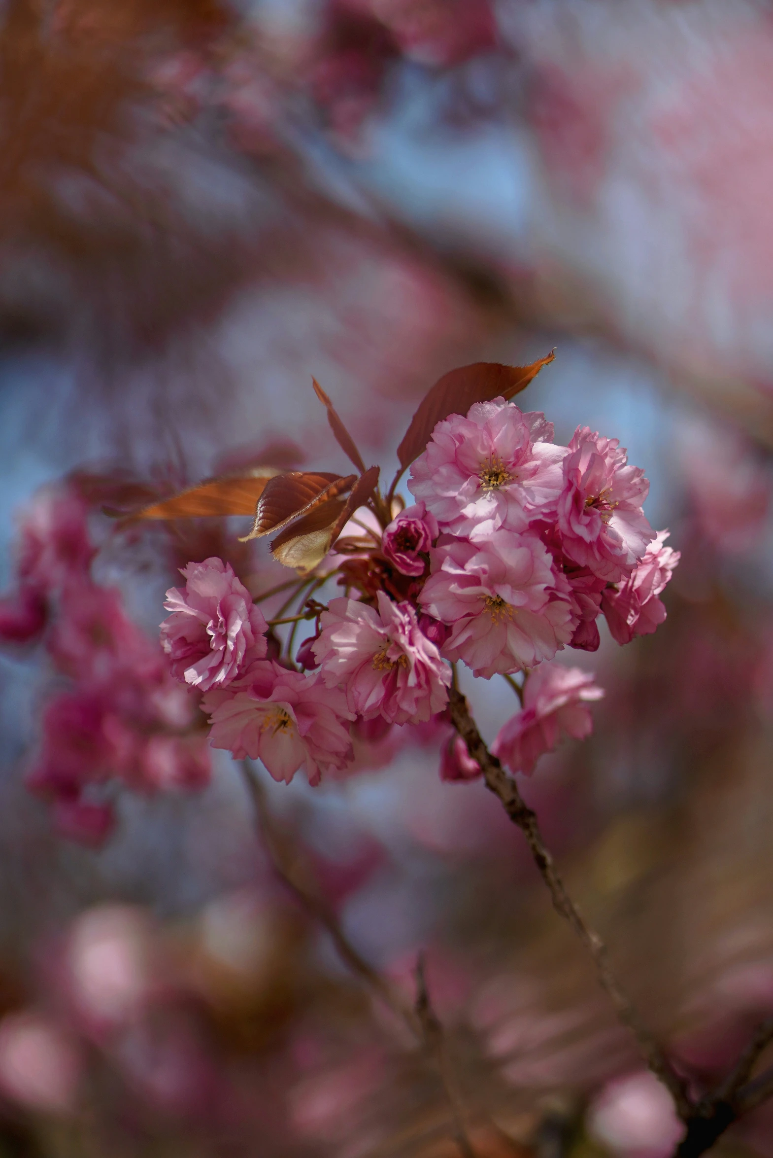 pink flowers are blooming in the trees