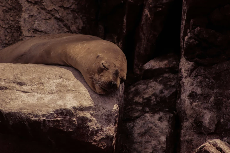 an adult sea lion rests comfortably on a rock