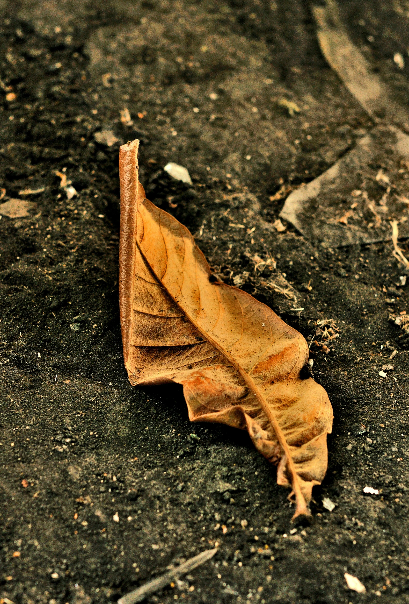 this is an image of a dying leaf